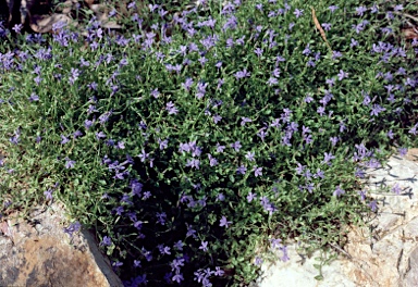 APII jpeg image of Lobelia membranacea  © contact APII