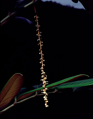 APII jpeg image of Opisthiolepis heterophylla  © contact APII