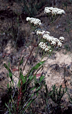 APII jpeg image of Conospermum longifolium subsp. longifolium  © contact APII