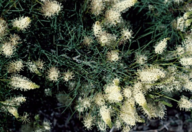 APII jpeg image of Grevillea leucoclada  © contact APII