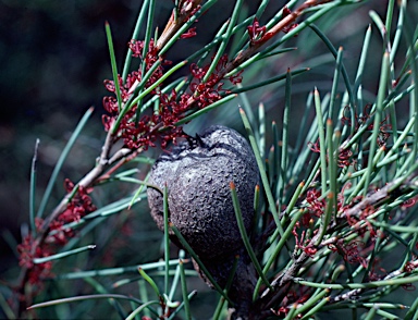 APII jpeg image of Hakea strumosa  © contact APII