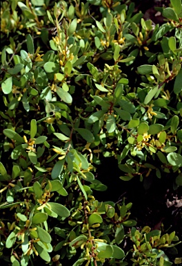 APII jpeg image of Persoonia procumbens  © contact APII