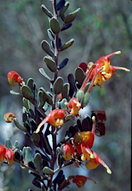 APII jpeg image of Grevillea alpina  © contact APII