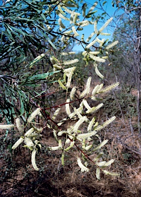 APII jpeg image of Grevillea pyramidalis  © contact APII