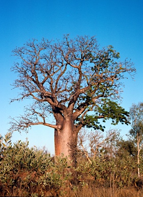 APII jpeg image of Adansonia gregorii  © contact APII