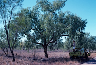 APII jpeg image of Eucalyptus microtheca  © contact APII