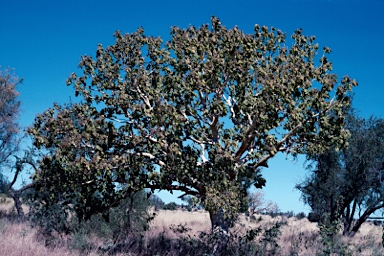 APII jpeg image of Gyrocarpus americanus  © contact APII