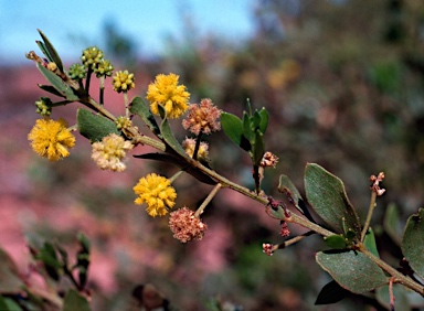 APII jpeg image of Acacia monticola  © contact APII