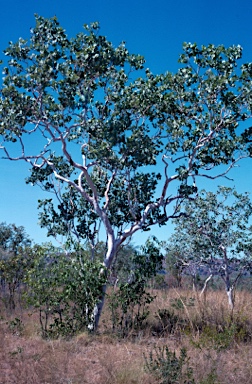 APII jpeg image of Eucalyptus pantoleuca  © contact APII