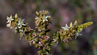 APII jpeg image of Calytrix achaeta  © contact APII