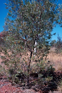 APII jpeg image of Grevillea refracta  © contact APII