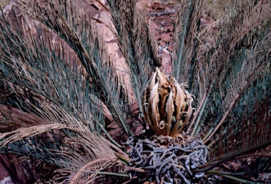 APII jpeg image of Cycas pruinosa  © contact APII