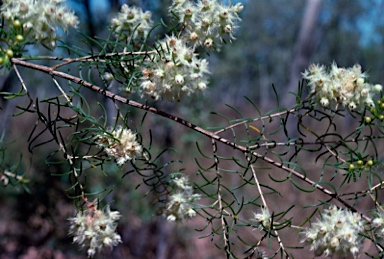 APII jpeg image of Verticordia cunninghamii  © contact APII