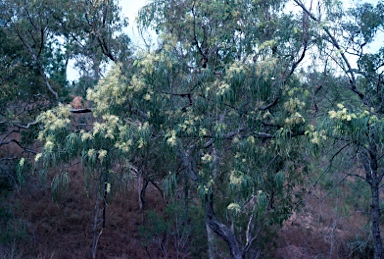 APII jpeg image of Grevillea parallela  © contact APII