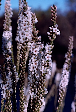 APII jpeg image of Epacris microphylla  © contact APII