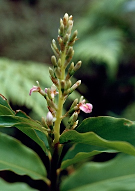 APII jpeg image of Alpinia arundelliana  © contact APII