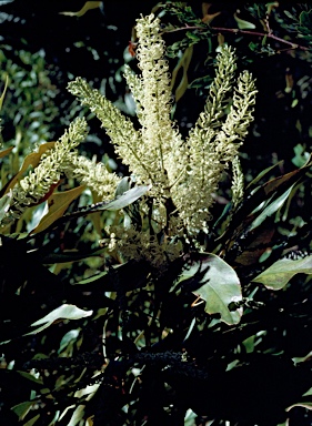 APII jpeg image of Grevillea baileyana  © contact APII