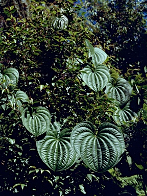 APII jpeg image of Dioscorea bulbifera  © contact APII