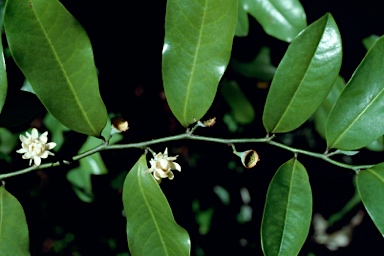 APII jpeg image of Eupomatia laurina  © contact APII