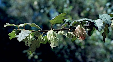 APII jpeg image of Chorilaena quercifolia  © contact APII