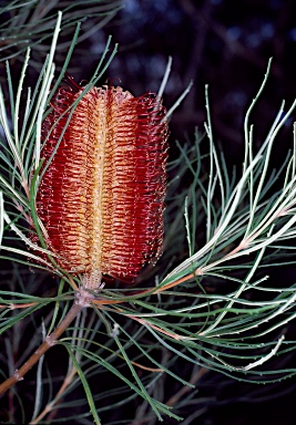 APII jpeg image of Banksia occidentalis  © contact APII