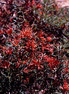 APII jpeg image of Grevillea juniperina subsp. allojohnsonii  © contact APII