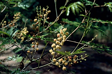 APII jpeg image of Acacia cangaiensis  © contact APII