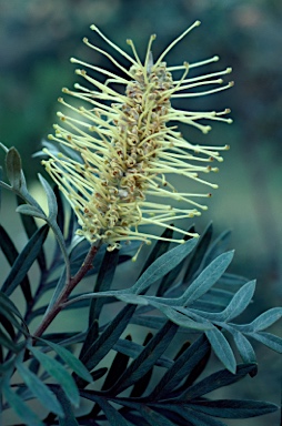 APII jpeg image of Grevillea sessilis  © contact APII