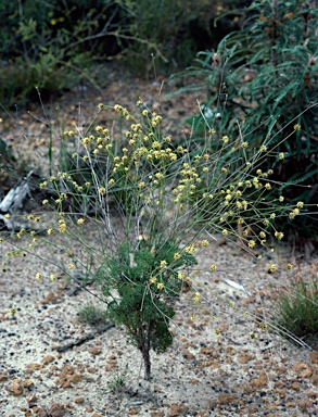 APII jpeg image of Stirlingia tenuifolia  © contact APII