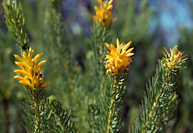 APII jpeg image of Persoonia acerosa  © contact APII