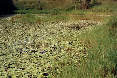 APII jpeg image of Nymphoides indica  © contact APII