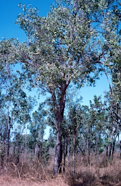 APII jpeg image of Melaleuca nervosa  © contact APII