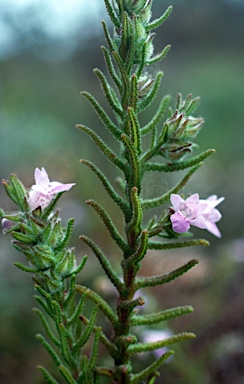 APII jpeg image of Chloanthes parviflora  © contact APII