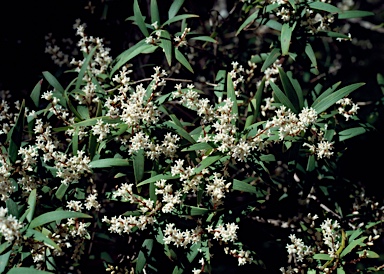 APII jpeg image of Leucopogon affinis  © contact APII