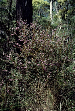 APII jpeg image of Hovea pedunculata  © contact APII