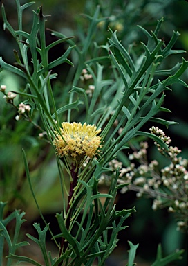 APII jpeg image of Isopogon petiolaris  © contact APII