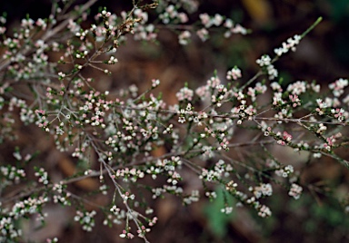 APII jpeg image of Micromyrtus ciliata  © contact APII