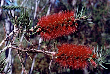 APII jpeg image of Callistemon linearis  © contact APII