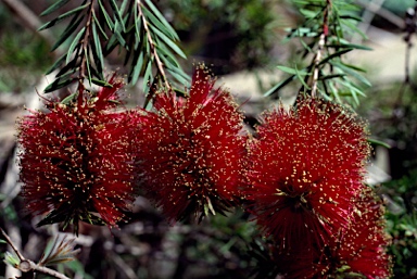 APII jpeg image of Callistemon 'Phil May'  © contact APII