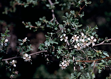 APII jpeg image of Leptospermum erubescens  © contact APII