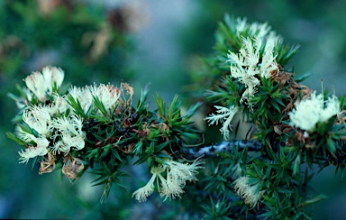 APII jpeg image of Melaleuca undulata  © contact APII