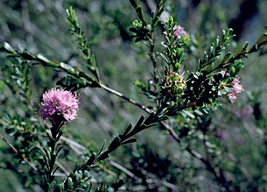 APII jpeg image of Kunzea recurva  © contact APII