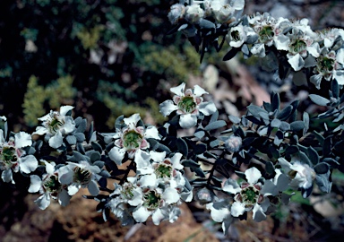 APII jpeg image of Leptospermum lanigerum  © contact APII