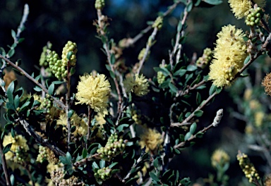 APII jpeg image of Melaleuca thymoides  © contact APII