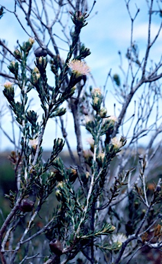 APII jpeg image of Eremaea pauciflora var. calyptra  © contact APII