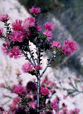 APII jpeg image of Melaleuca ryeae  © contact APII