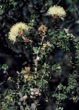 APII jpeg image of Melaleuca huttensis  © contact APII