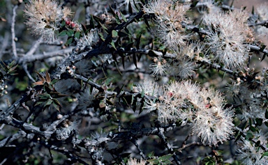 APII jpeg image of Melaleuca longistaminea  © contact APII