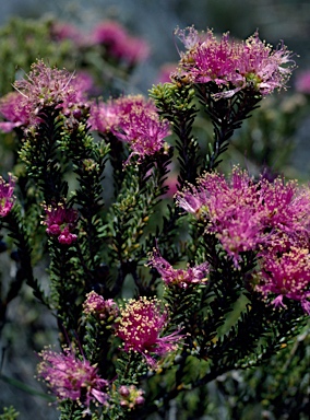 APII jpeg image of Melaleuca psammophila  © contact APII