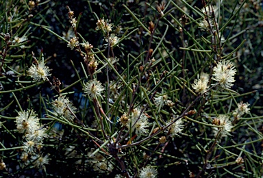 APII jpeg image of Melaleuca concreta  © contact APII